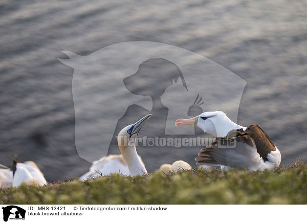 black-browed albatross / MBS-13421