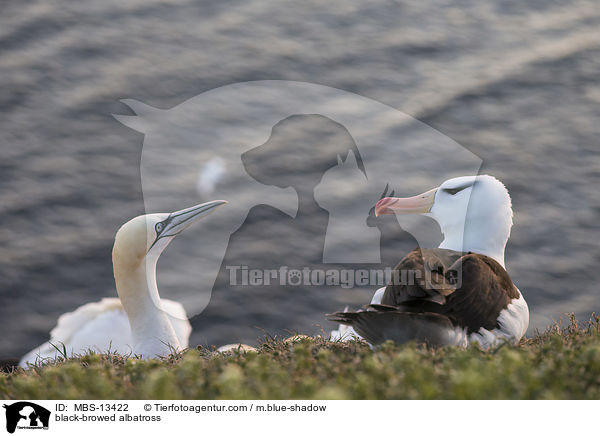 Schwarzbrauenalbatros / black-browed albatross / MBS-13422