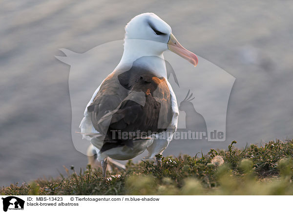 Schwarzbrauenalbatros / black-browed albatross / MBS-13423