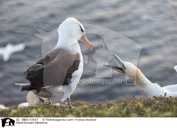 black-browed albatross / MBS-13427