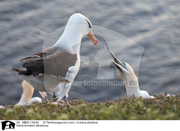 black-browed albatross / MBS-13428