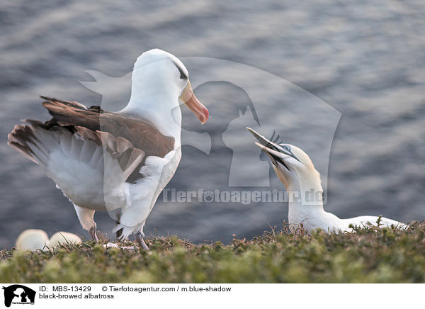 black-browed albatross / MBS-13429