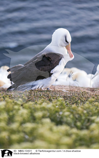 black-browed albatross / MBS-13431