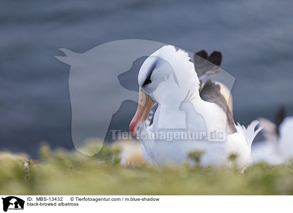 black-browed albatross / MBS-13432