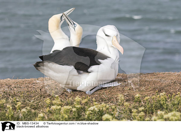 black-browed albatross / MBS-13434