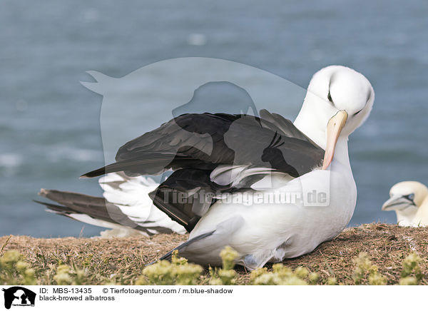 Schwarzbrauenalbatros / black-browed albatross / MBS-13435