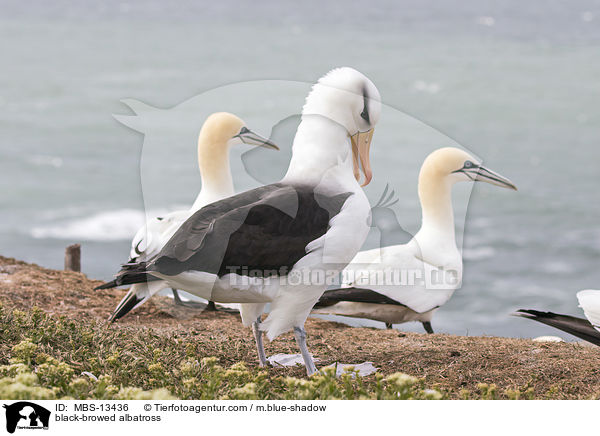 black-browed albatross / MBS-13436