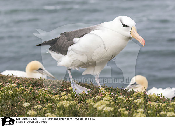 black-browed albatross / MBS-13437