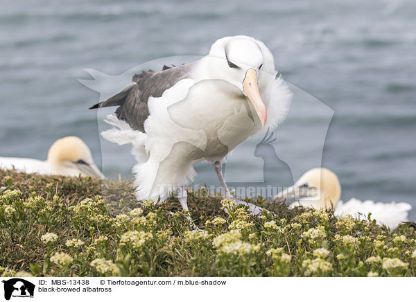black-browed albatross / MBS-13438