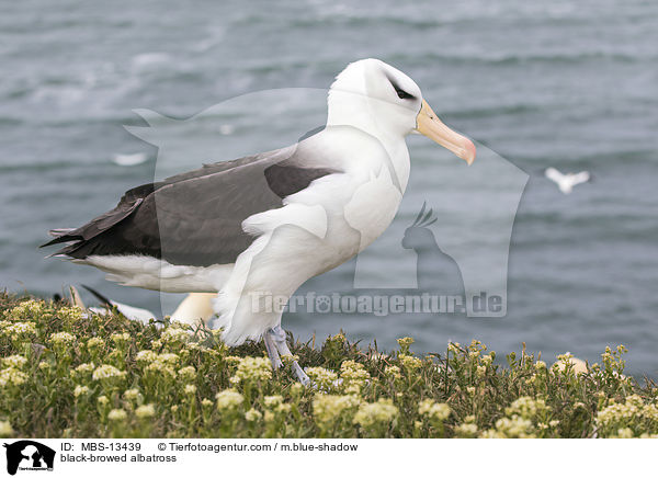 black-browed albatross / MBS-13439