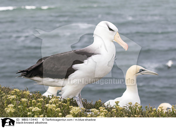 black-browed albatross / MBS-13440