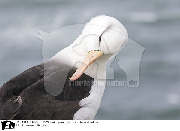 black-browed albatross / MBS-13441