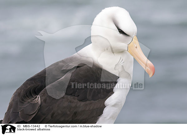 Schwarzbrauenalbatros / black-browed albatross / MBS-13442