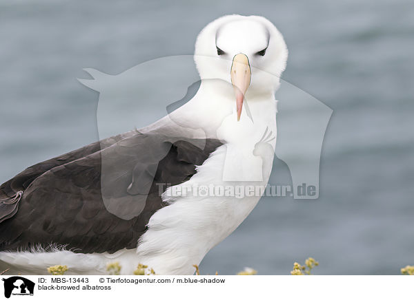 black-browed albatross / MBS-13443