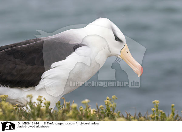 black-browed albatross / MBS-13444