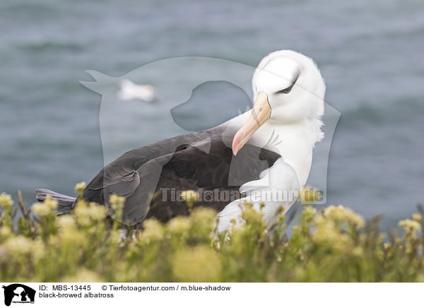 black-browed albatross / MBS-13445