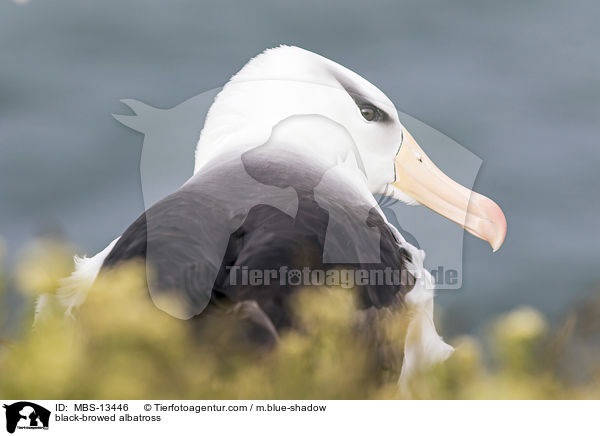 Schwarzbrauenalbatros / black-browed albatross / MBS-13446