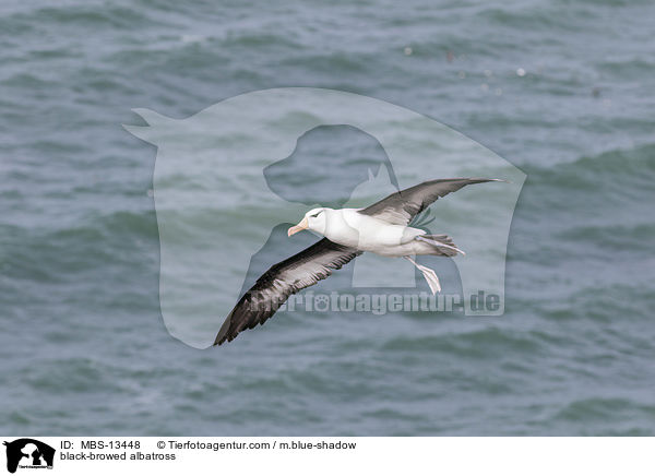 black-browed albatross / MBS-13448