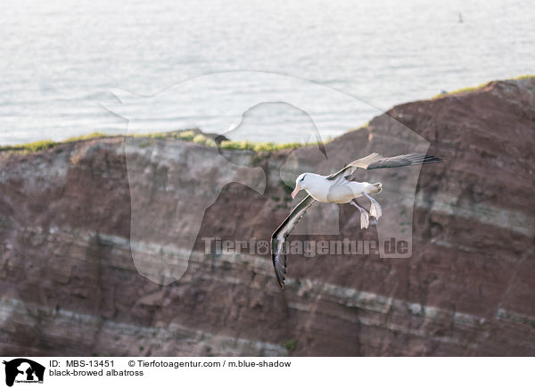 black-browed albatross / MBS-13451