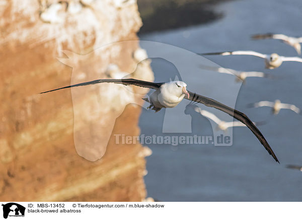 Schwarzbrauenalbatros / black-browed albatross / MBS-13452