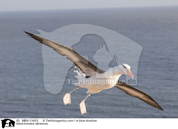 black-browed albatross / MBS-13453