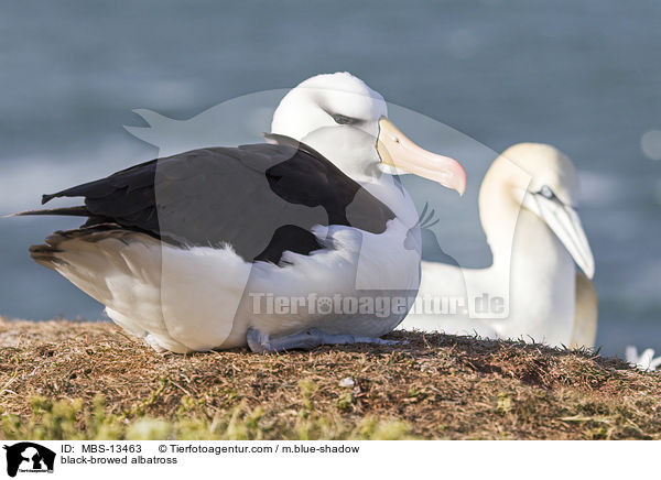 black-browed albatross / MBS-13463