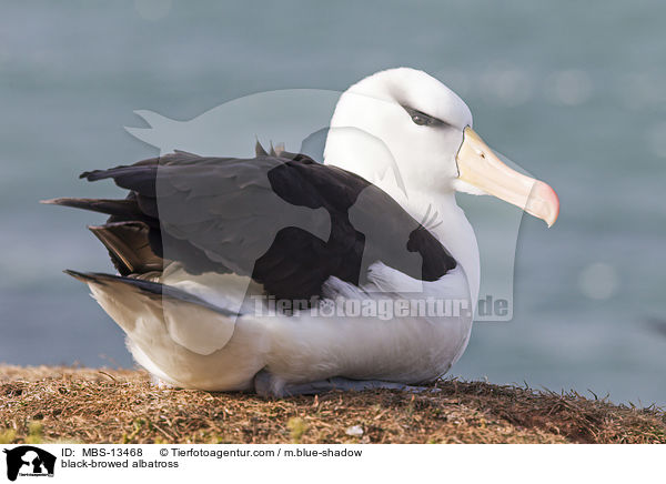 Schwarzbrauenalbatros / black-browed albatross / MBS-13468
