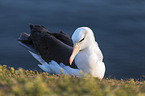 black-browed albatross