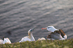 black-browed albatross