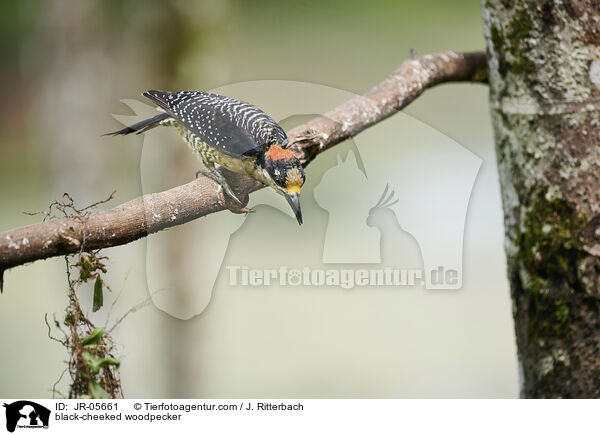 Schlfenfleckspecht / black-cheeked woodpecker / JR-05661