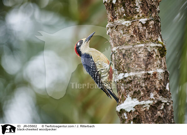 Schlfenfleckspecht / black-cheeked woodpecker / JR-05662