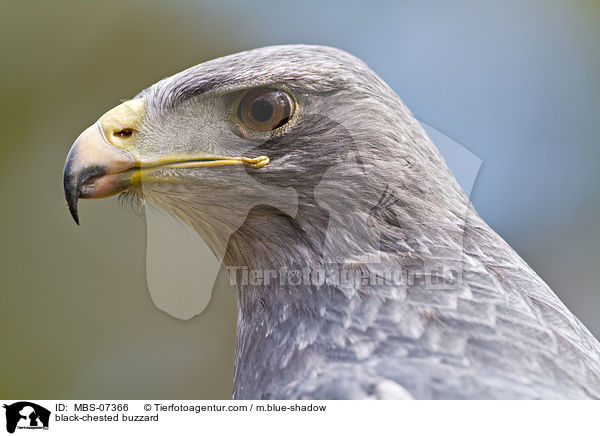 Blaubussard / black-chested buzzard / MBS-07366