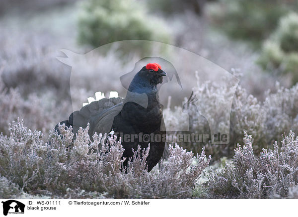 Birkhahn / black grouse / WS-01111