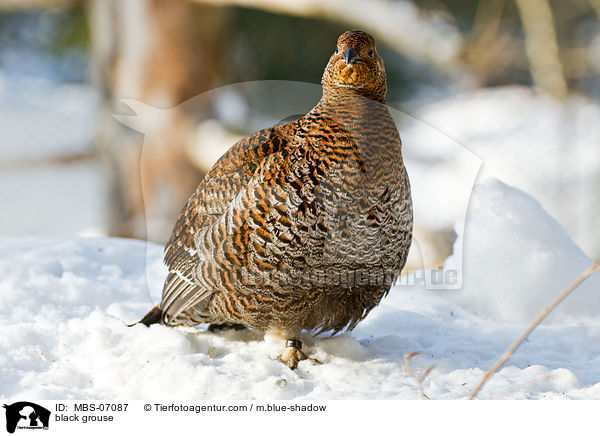 black grouse / MBS-07087