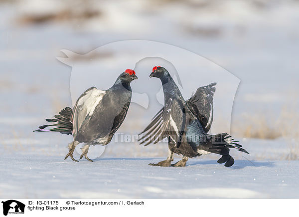 fighting Black grouse / IG-01175