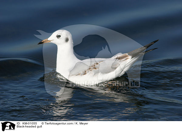 Black-headed gull / KM-01055