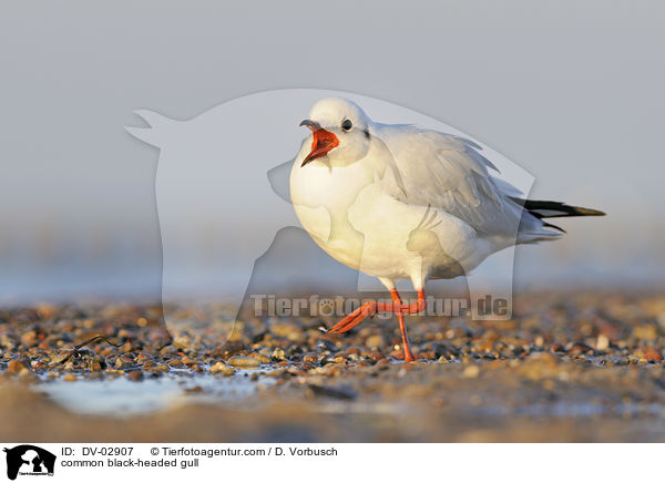 Lachmwe / common black-headed gull / DV-02907