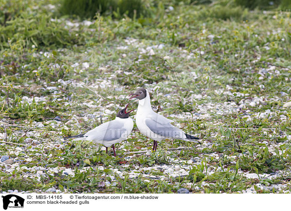 common black-headed gulls / MBS-14165