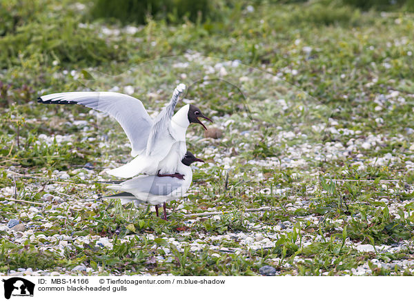 common black-headed gulls / MBS-14166