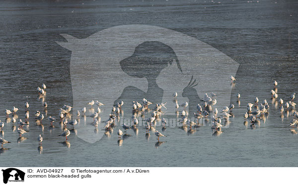common black-headed gulls / AVD-04927