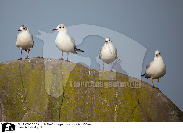 black-headed gulls / AVD-05059