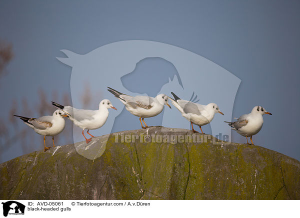 black-headed gulls / AVD-05061