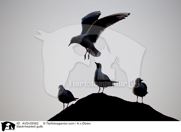 black-headed gulls / AVD-05062