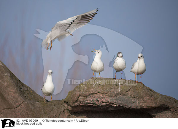 black-headed gulls / AVD-05069