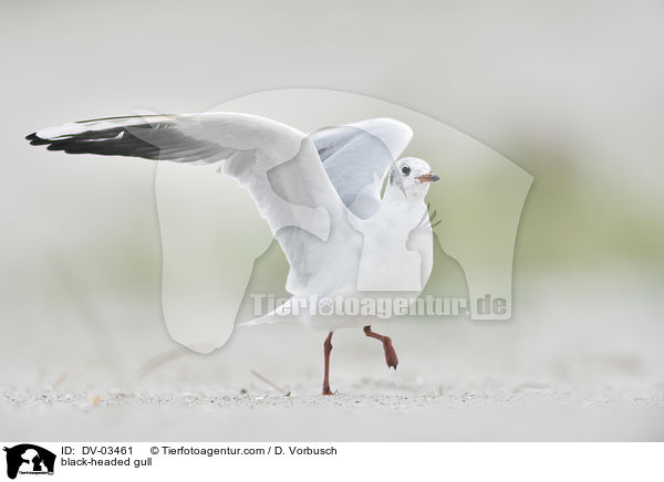 black-headed gull / DV-03461