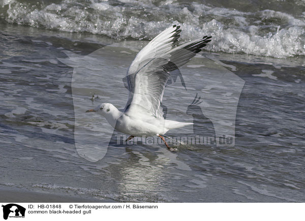 common black-headed gull / HB-01848