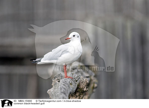 common black-headed gull / MBS-15990