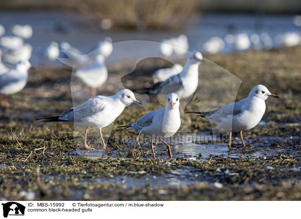 common black-headed gulls / MBS-15992