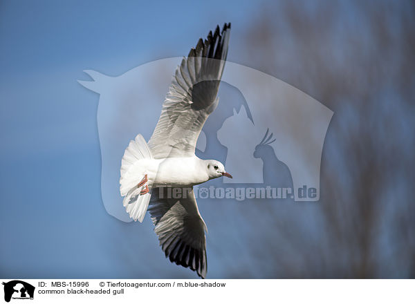 common black-headed gull / MBS-15996