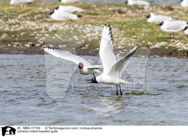 common black-headed gulls / MBS-17740